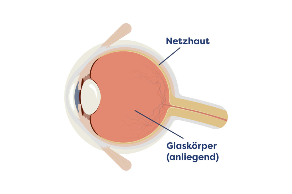Illustration der anliegenden Netzhaut im Querschnitt des Auges